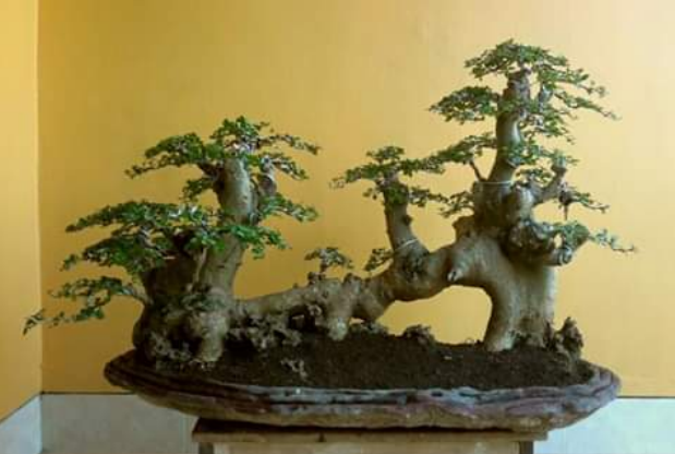 22 Macam Gaya Bonsai, Unik dan Menarik