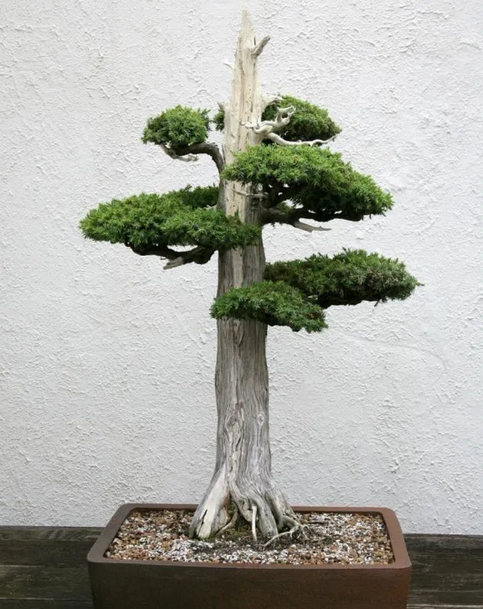 22 Macam Gaya Bonsai, Unik dan Menarik