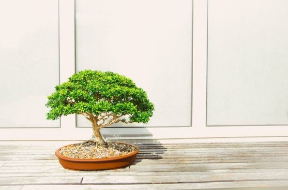 22 Macam Gaya Bonsai, Unik dan Menarik