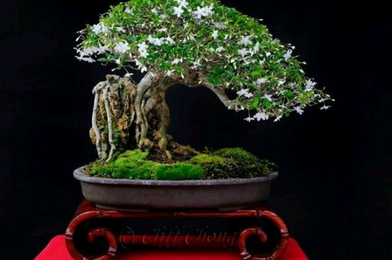 22 Macam Gaya Bonsai, Unik dan Menarik