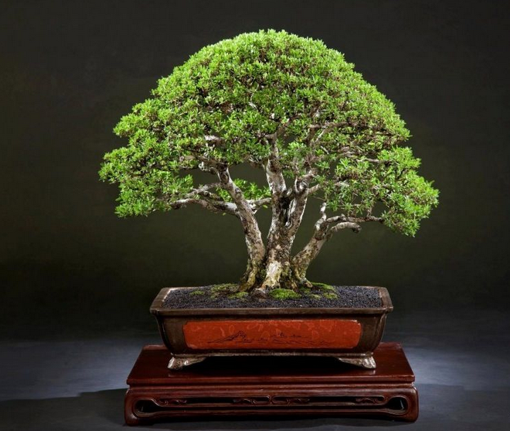 22 Macam Gaya Bonsai, Unik dan Menarik