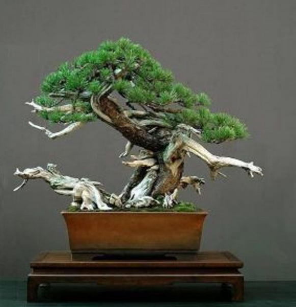 22 Macam Gaya Bonsai, Unik dan Menarik