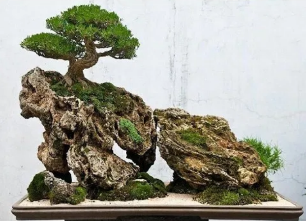 22 Macam Gaya Bonsai, Unik dan Menarik