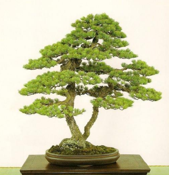 22 Macam Gaya Bonsai, Unik dan Menarik