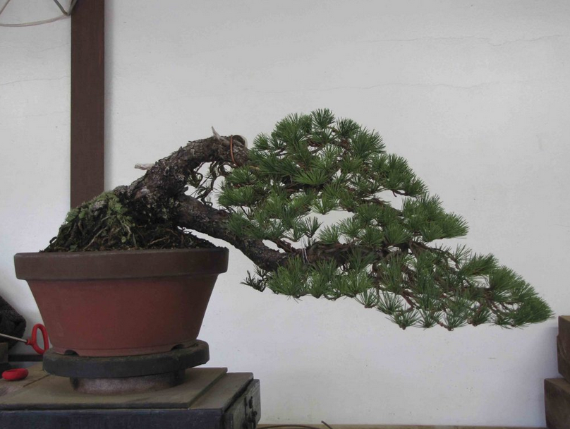 22 Macam Gaya Bonsai, Unik dan Menarik