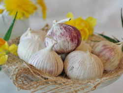 10 Manfaat Bawang Putih Tunggal dan Cara Mengonsumsinya