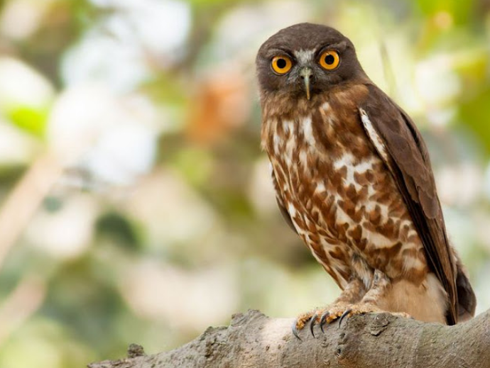 12 Jenis Burung Hantu Terpopuler yang Bisa Kamu Pelihara