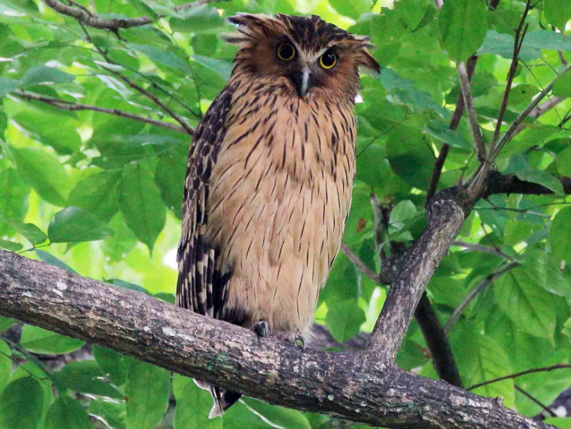 12 Jenis Burung Hantu Terpopuler yang Bisa Kamu Pelihara