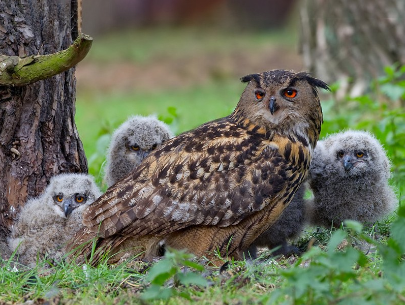 12 Jenis Burung Hantu Terpopuler yang Bisa Kamu Pelihara