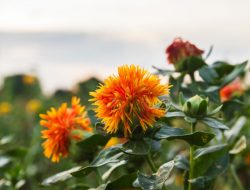 5 Manfaat Minyak Safflower untuk Kecantikan