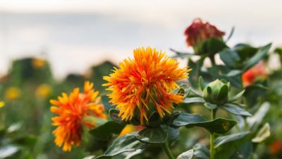 5 Manfaat Minyak Safflower untuk Kecantikan