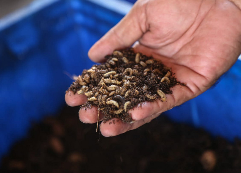 Cara Budidaya Maggot dengan Tepat Hingga Menghasilkan Cuan