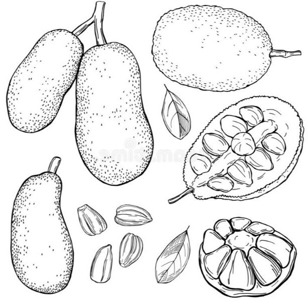 21 Contoh Gambar Buah dalam Bentuk Sketsa