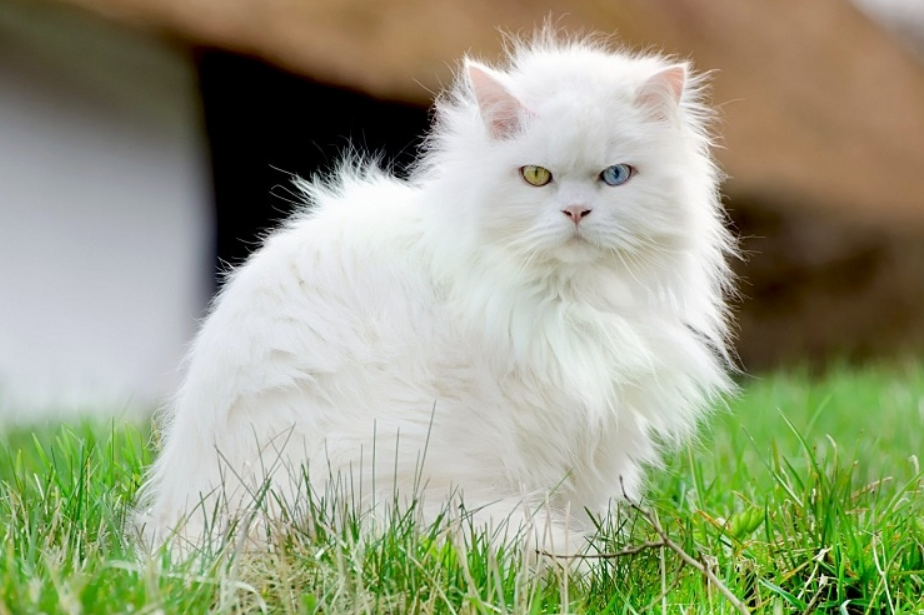 Kucing Anggora: Jenis, Ciri, dan Cara Merawatnya dengan Baik