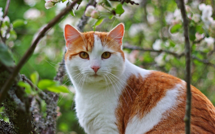 Kucing Anggora: Jenis, Ciri, dan Cara Merawatnya dengan Baik