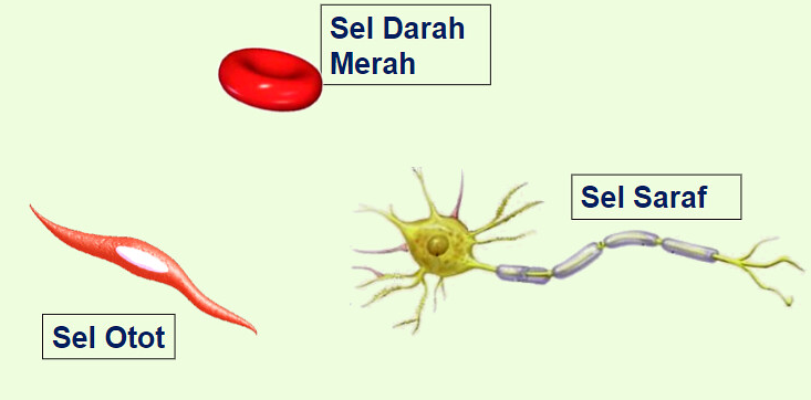 12 Ciri-ciri Makhluk Hidup Lengkap dengan Contoh dan Gambar