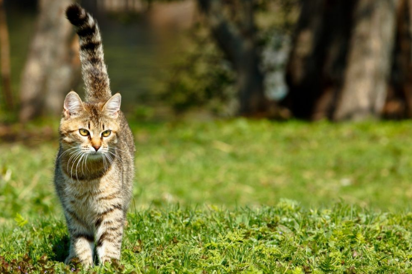 7 Arti Gerakan Ekor Kucing yang Harus Diketahui oleh 'Cat Lovers'