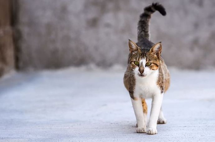 7 Arti Gerakan Ekor Kucing yang Harus Diketahui oleh 'Cat Lovers'