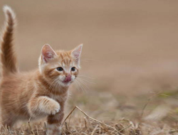 7 Arti Gerakan Ekor Kucing yang Harus Diketahui oleh ‘Cat Lovers’