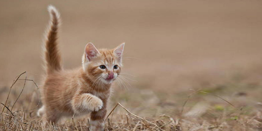 7 Arti Gerakan Ekor Kucing yang Harus Diketahui oleh 'Cat Lovers'