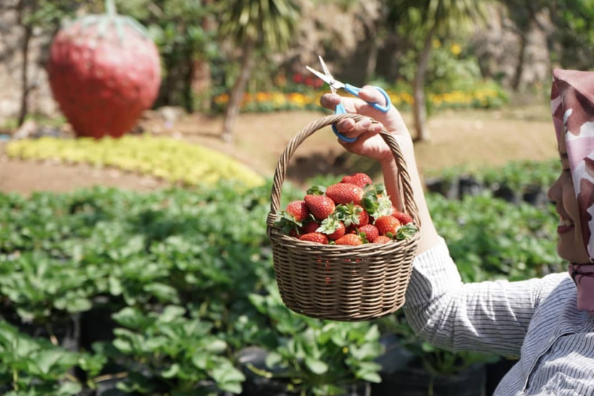 10 Rekomendasi Tempat Wisata Kebun Strawberry Bandung 