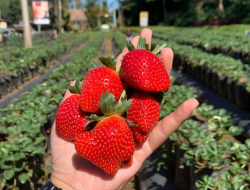 10 Rekomendasi Tempat Wisata Kebun Strawberry Bandung