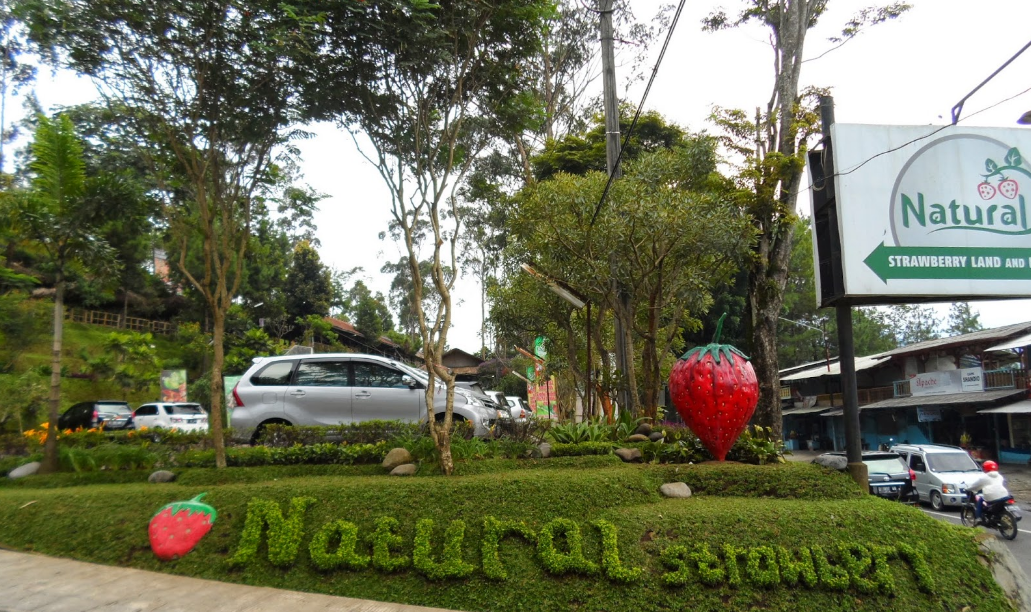 10 Rekomendasi Tempat Wisata Kebun Strawberry Bandung 