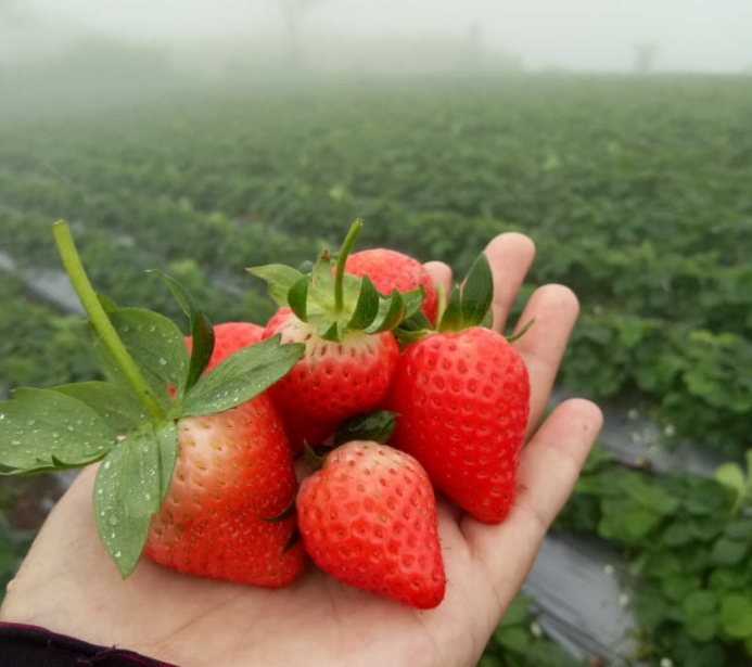 10 Rekomendasi Tempat Wisata Kebun Strawberry Bandung 