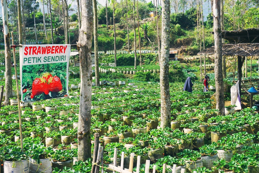 10 Rekomendasi Tempat Wisata Kebun Strawberry Bandung 