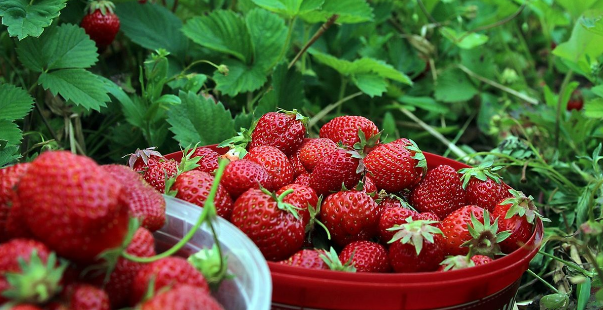 10 Rekomendasi Tempat Wisata Kebun Strawberry Bandung 