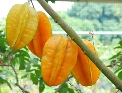 Beragam Manfaat Buah Belimbing untuk Ibu Menyusui