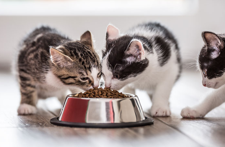 7 Cara Mengatasi Bulu Kucing yang Rontok