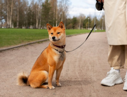 Bocah 4 Tahun di NTT Meninggal Dunia Usai Digigit Anjing Rabies