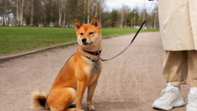 Bocah 4 Tahun di NTT Meninggal Dunia Usai Digigit Anjing Rabies