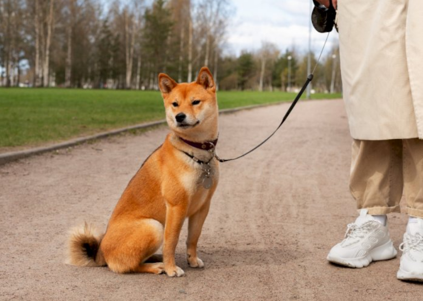 Bocah 4 Tahun di NTT Meninggal Dunia Usai Digigit Anjing Rabies