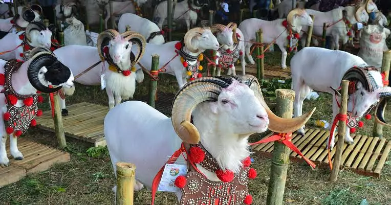 10 Tradisi Unik saat Perayaan Iduladha di Indonesia