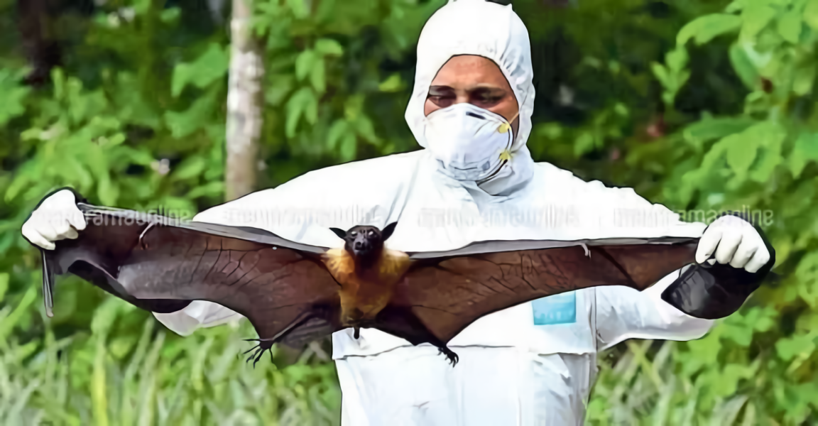 Virus Nipah: Pengertian, Gejala, dan Cara Mencegah