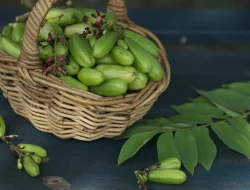 Belimbing Sayur: Buah Mungil dengan Segudang Manfaat untuk Kesehatan dan Kecantikan