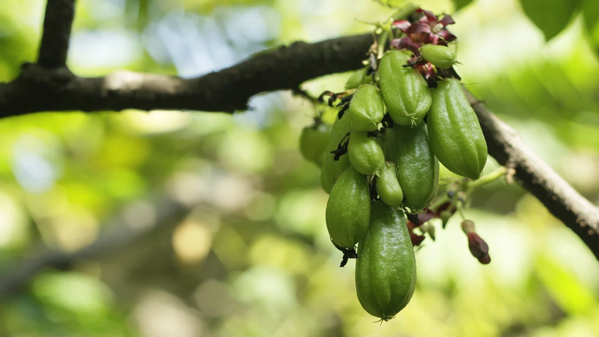 Belimbing Sayur: Buah Mungil dengan Segudang Manfaat untuk Kesehatan dan Kecantikan