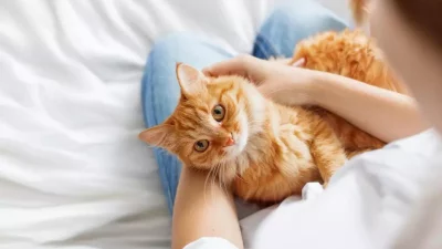 Solusi Tepat Menghilangkan Jamur pada Kucing Kesayanganmu