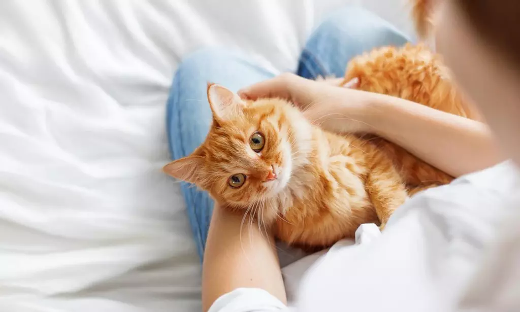 Solusi Tepat Menghilangkan Jamur pada Kucing Kesayanganmu